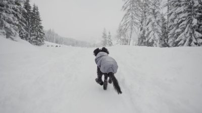 Small black dog runs dressed in the snow