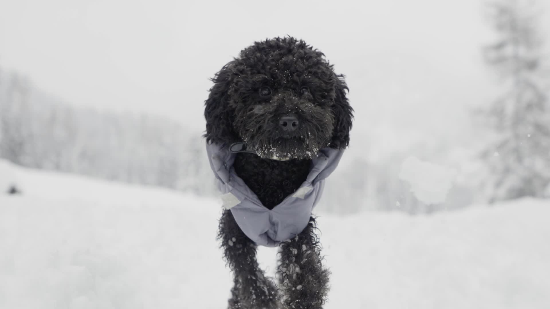 Muzzle of poodle dog running in slow motion on snow