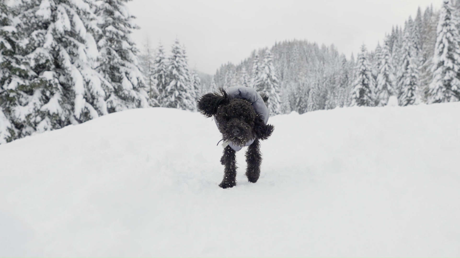 Poodle dog shakes off the snow