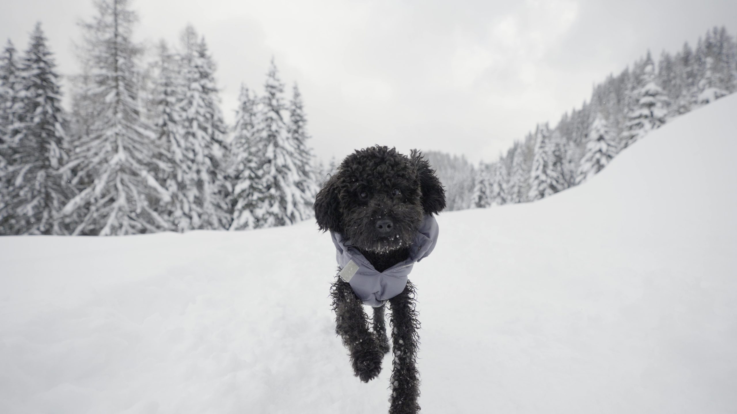 Dog walks in the woods with snow