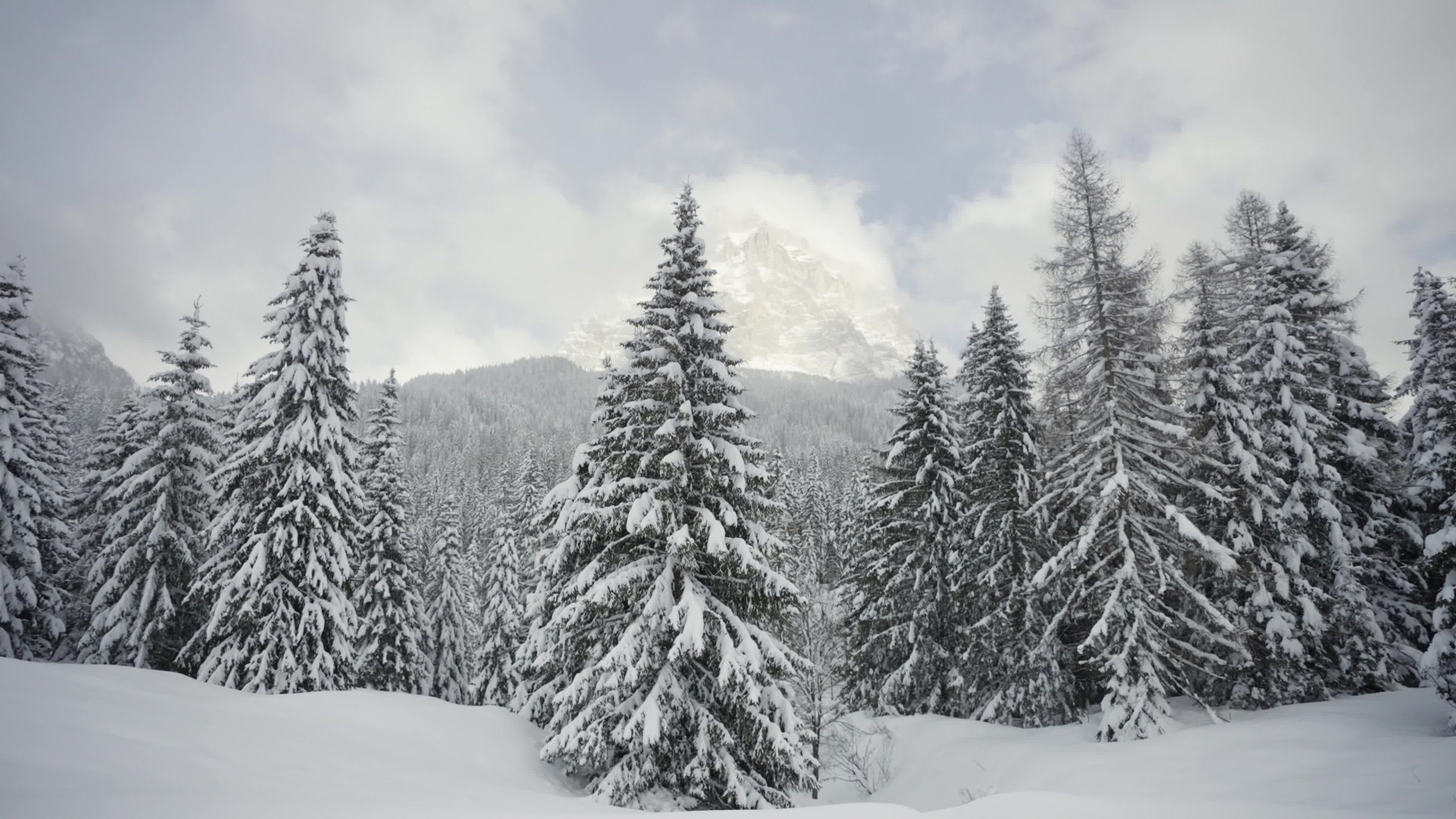 Alberi ricoperti da neve in montagna