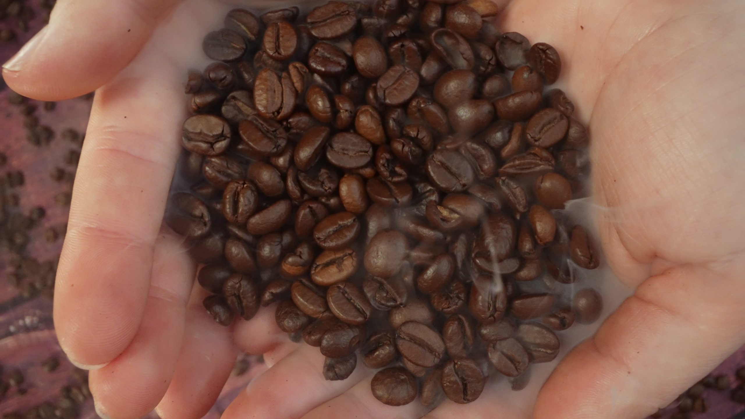 Chicchi di caffè cadono dai palmi delle mani