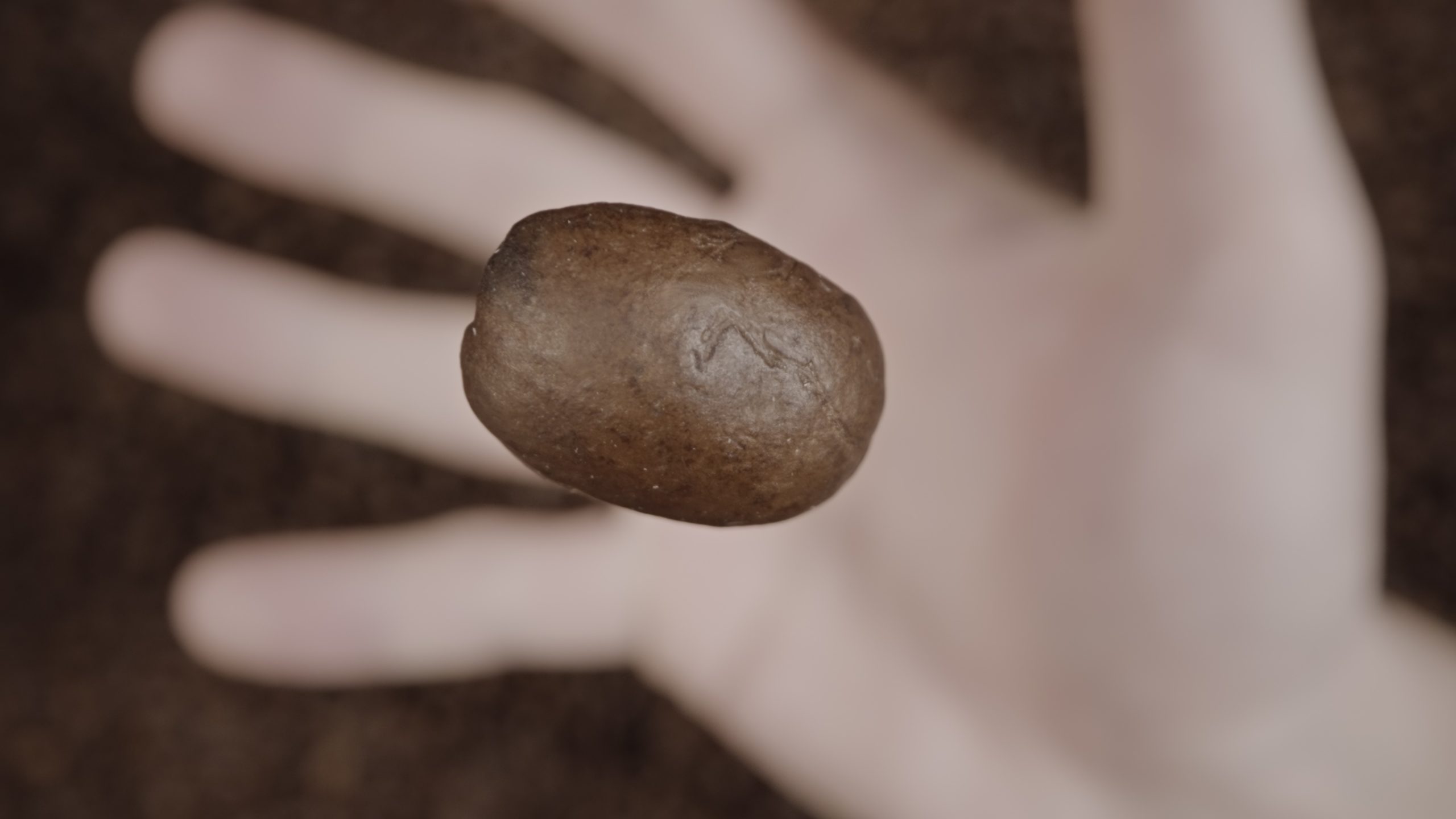 Coffee bean in macro