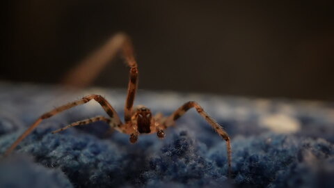 Spider Crawling on Blue Carpet