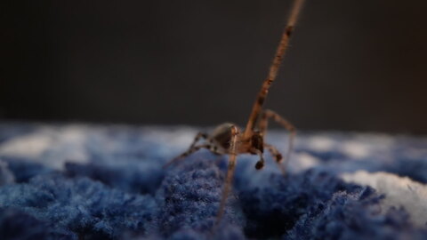 Spider Moving on Blue Textured Surface