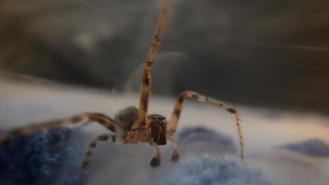 Spider Weaving on Blue Surface