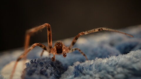 Close-up of a spider crawling on a textured surface