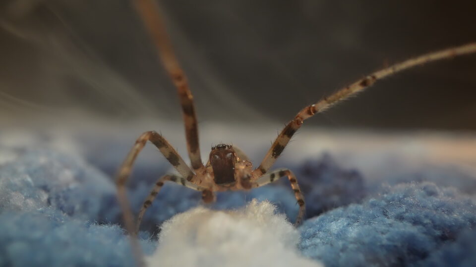 Spider on textured blue fabric