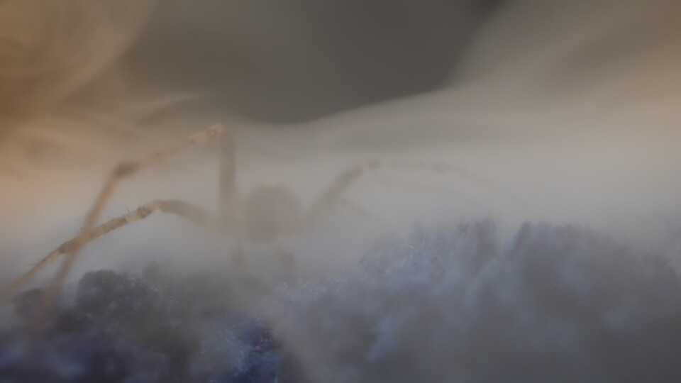 Spider shrouded in mist
