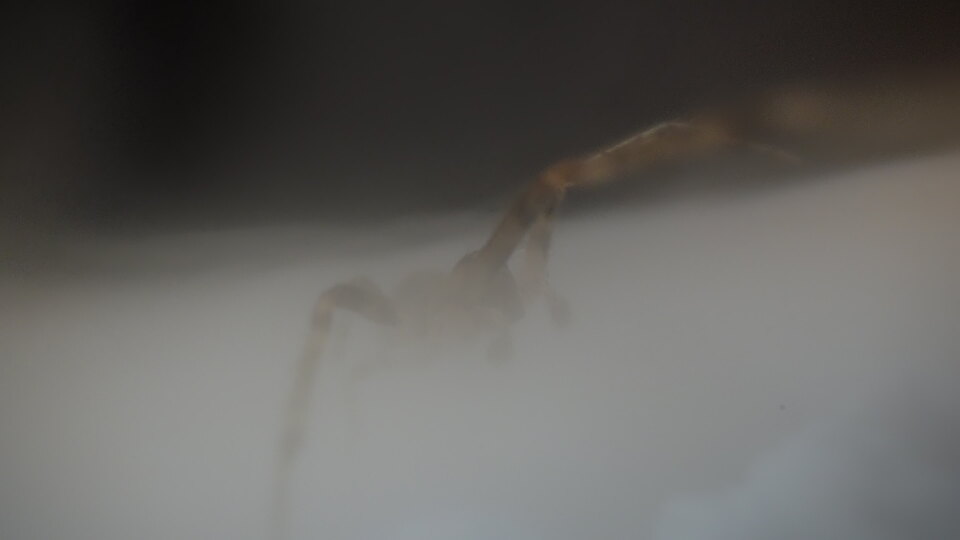 Spider fading into mist