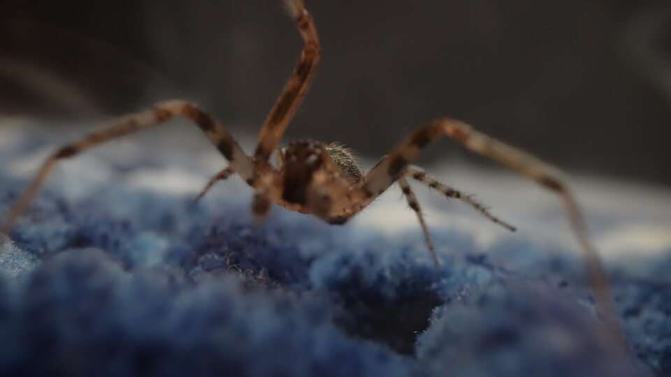 Spider crawling on blue surface