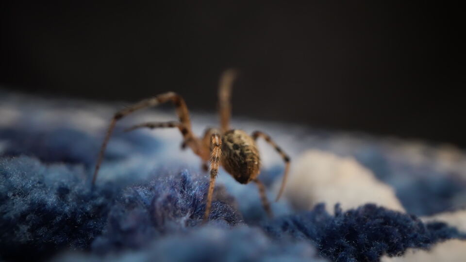 Spider on soft blue surface
