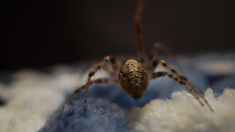 Spider walking on soft blue surface