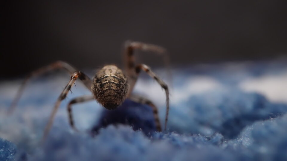Ragno su una superficie morbida blu