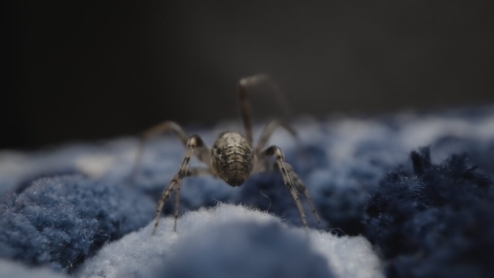 Macro View of a Spider on Blue Fabric