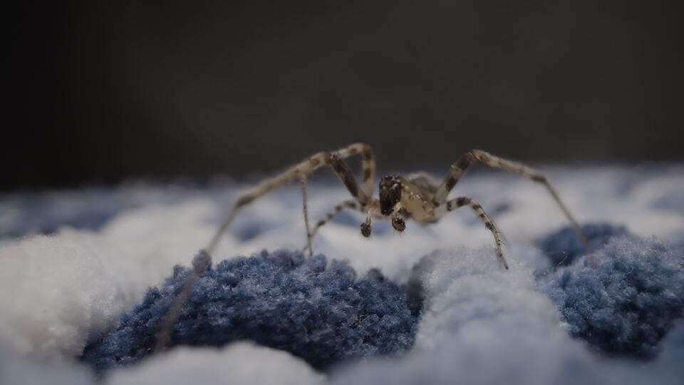 Spider on Blue Carpet Close-Up
