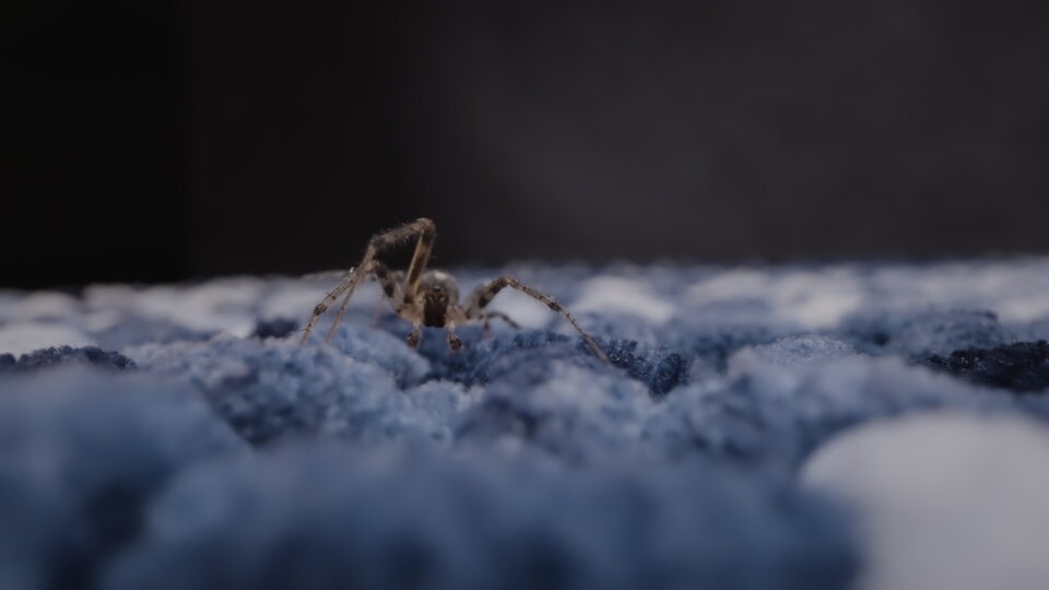 Ragno che Striscia su Tessuto Blu