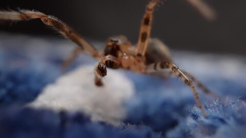 Spider Crawling on Soft Blue Fabric