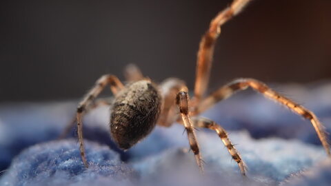 Close-Up of a Spider’s Body on Blue Surface