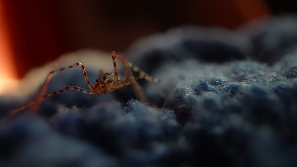 Spider on blue surface with warm lighting