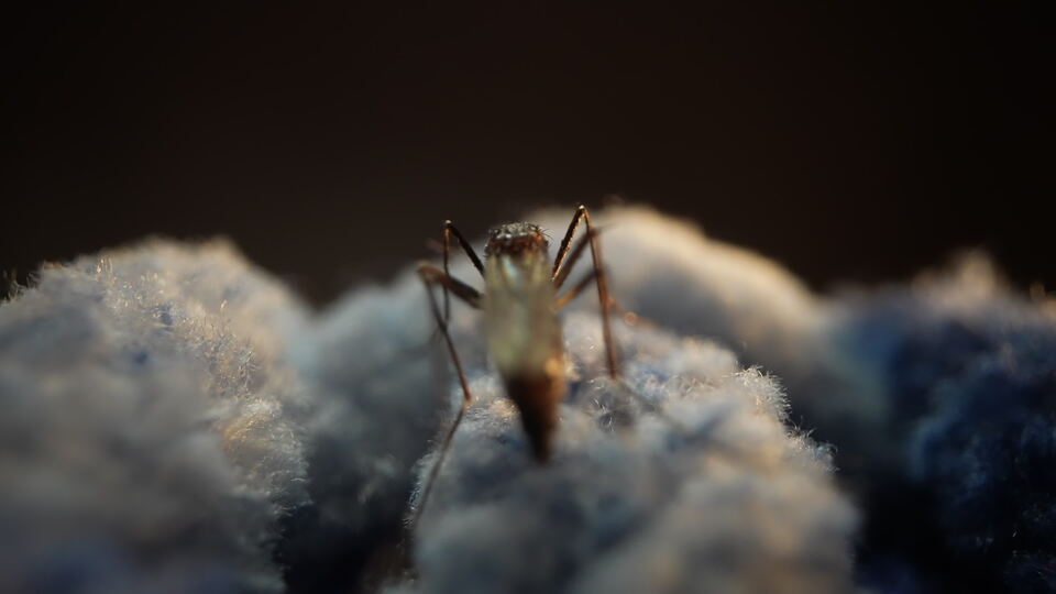 Insetto su tessuto morbido blu con luce calda