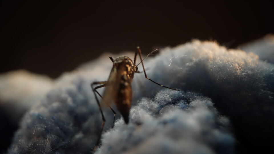 Insetto su una superficie testurizzata blu con luce calda