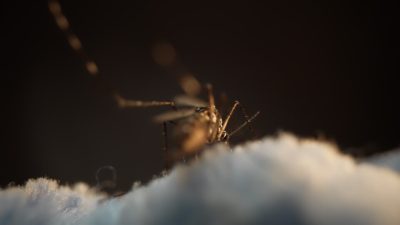 Insetto su una superficie blu con illuminazione drammatica