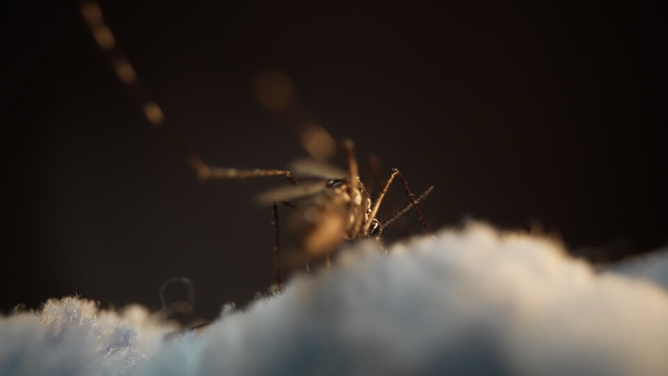 Insect on blue surface with dramatic lighting