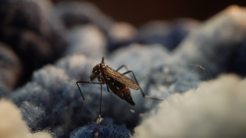 Mosquito Resting on Blue Plush Fabric