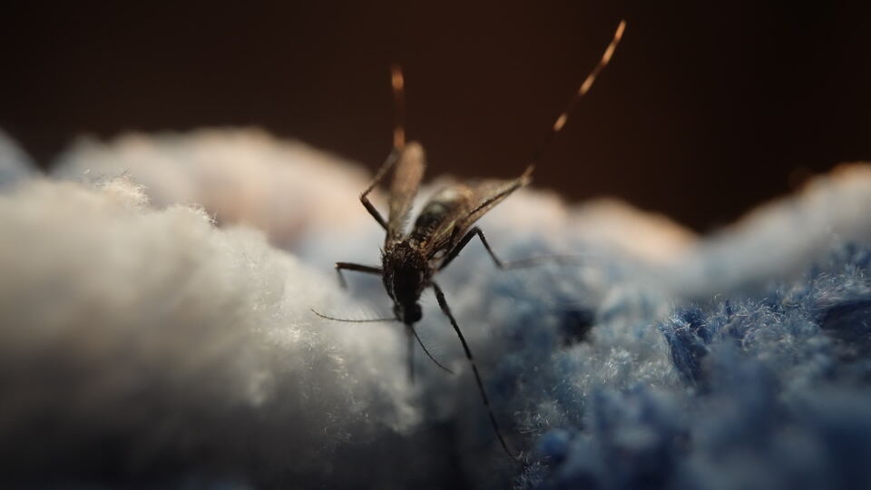 Mosquito Crawling on Soft Blue and White Fabric