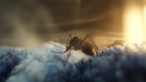 Zanzara in luce sognante su tessuto blu