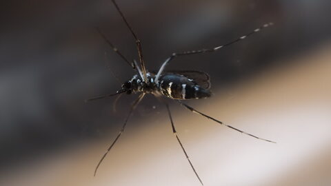 Mosquito Hovering in the Air