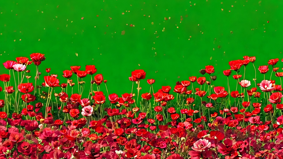 Red Flower Field Overlay with Chroma Key