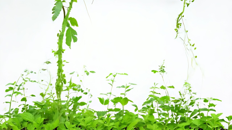 Growing Green Plants on White Background
