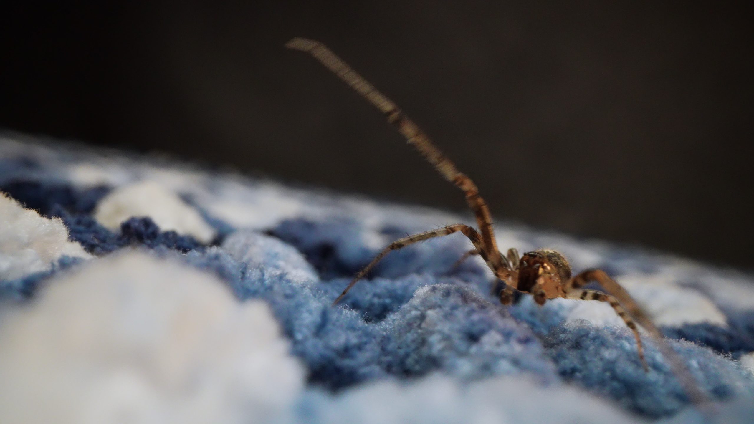 Ragno su una superficie testurizzata blu